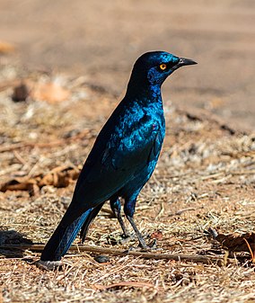 Cape starling Lamprotornis nitens