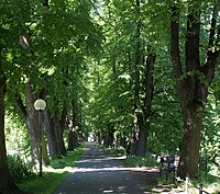 Naturdenkmal - Allee am Herrenteichswall ND-OS-S 04 im Mai 2017