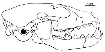 Leptocyon gregorii holotype AMNH 12879.jpg