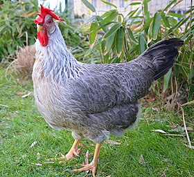 Une poule Italienne "Italiener" saumon argenté liseré.