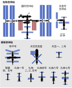 Size comparison of space stations (Chinese)