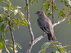 ♀ Котинга помпадур