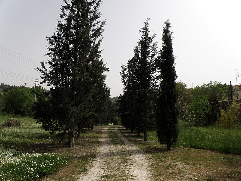 File:עין כרם - Ein Kerem (3841903751).jpg