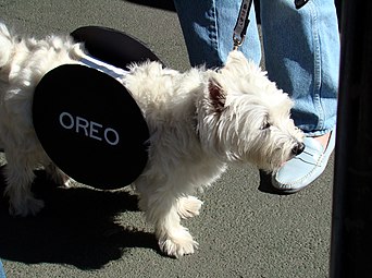 Anjing Oreo