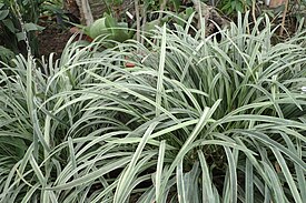 Isokäärmeenparta (Ophiopogon jaburan)