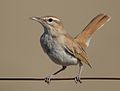 Thumbnail for Rufous-tailed scrub robin