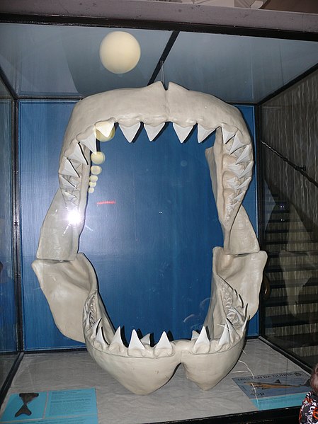 File:Carcharodon megalodon P1060082.jpg