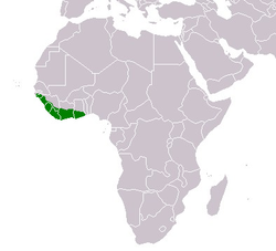 Distribución de Cercopithecus campbelli