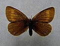 Erebia claudina