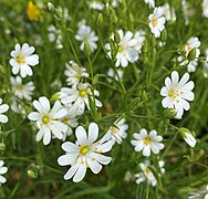 Große Sternmiere (Stellaria holostea) bei Strupsmühle