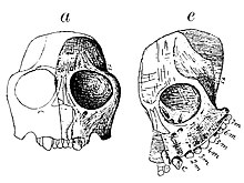 Homunculus patagonicus Amgh. Crane incomplet.jpg