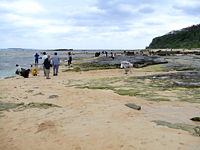 Hoshizuna-no-hama (Star Sand Beach): Strandjutters op zoek naar stervormige zandkorrels.