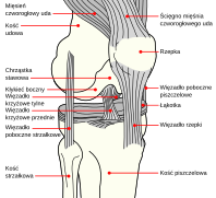 Knee diagram pl.svg