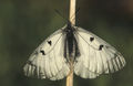 Parnassius mnemosyne