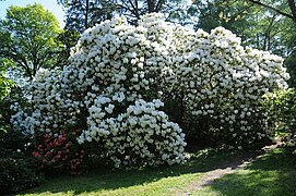 Rhododendrons at Hergest Croft Gardens - geograph.org.uk - 5789842.jpg