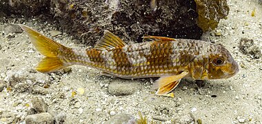 Salmonete de fango (Mullus barbatus), Parque natural de la Arrábida, Portugal, 2020-07-21, DD 59