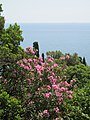 The coast and a large oleander shrub in Massandra