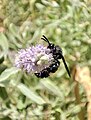 * Nomination: Scolia dubia on a flower. Chatkal state biosphere reserve, Bostanlyk District, Tashkent Region, Uzbekistan. By User:26D --Красный 08:18, 14 August 2024 (UTC) * * Review needed