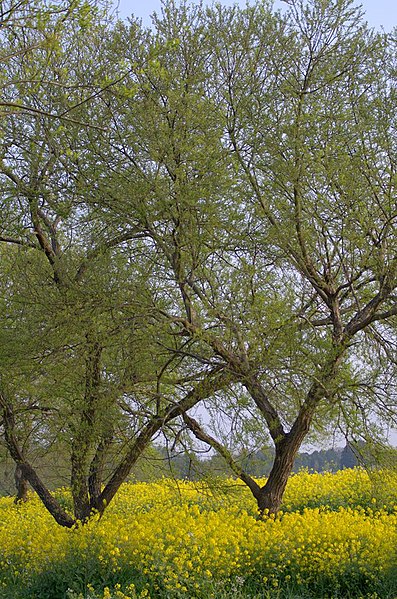 File:柳風公園 Yanagikaze Park - panoramio (1).jpg