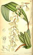 Coelogyne veitchii