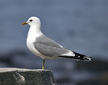 Common gull