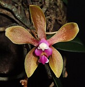 Phalaenopsis honghenensis