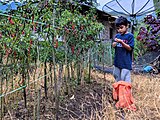 A child picks chili peppers in an Indonesian home garden.