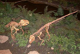 Psittacosaurus skeletons.JPG