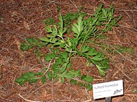 Potentilla californica