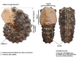 Mammites nodosoides (Turoniano del Marocco). Collezione privata. Esempio di ammonite con ornamentazione molto sviluppata e rilevata. L'esemplare è un modello interno di fragmocono. Dimensioni: 10,0 cm (diametro massimo) x 4,0 cm (larghezza massima). La conchiglia è involuta, con giro sub-trapezoidale (debolmente compresso) e area ombelicale stretta e delimitata da un margine netto, verticale. L'ornamentazione è costituita nei giri interni da tre file di tubercoli conici: una fila interna, in posizione periombelicale, da cui si dipartono grosse coste che si biforcano rapidamente sul fianco e terminano in posizione latero-ventrale interna con due tubercoli; una seconda fila latero-ventrale esterna di tubercoli. Negli ultimi giri l'ornamentazione si differenzia maggiormente: i tubercoli periombelicali si trasformano in bullae e i tubercoli latero-ventrali più esterni si trasformano in clavi, mentre compaiono coste semplici intercalate a quelle biforcate. Ventre da debolmente convesso a piatto.