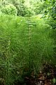 Equisetum telmateia subsp. telmateia