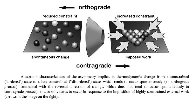 File:Orthograde and contragrade.jpg