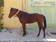 Jeune cheval roux et noir vu de profil devant une villa.