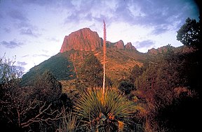 Typische Landschaft im Big-Bend-Nationalpark