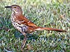 A brown bird with speckled eyes sits on the grass.