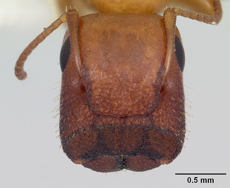 File:Camponotus etiolatus casent0104766 head 1.jpg