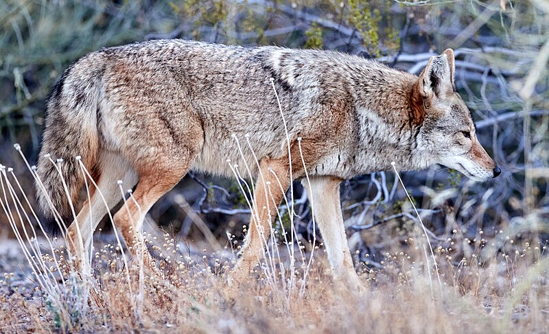 File:Canis latrans Feb 17 2021A61I3524 (50953560081).jpg