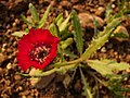 Centaurea tchihatcheffii