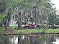 Spanish moss