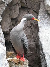 Cormoran de Gaimard (Phalacrocorax gaimardi)