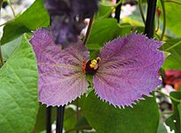 Dalechampia aristolochiifolia