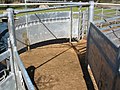 Curved force yard for cattle