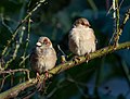 Image 3House sparrows in Central Park