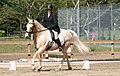 Photo d'un cheval monté sur une reprise de dressage.