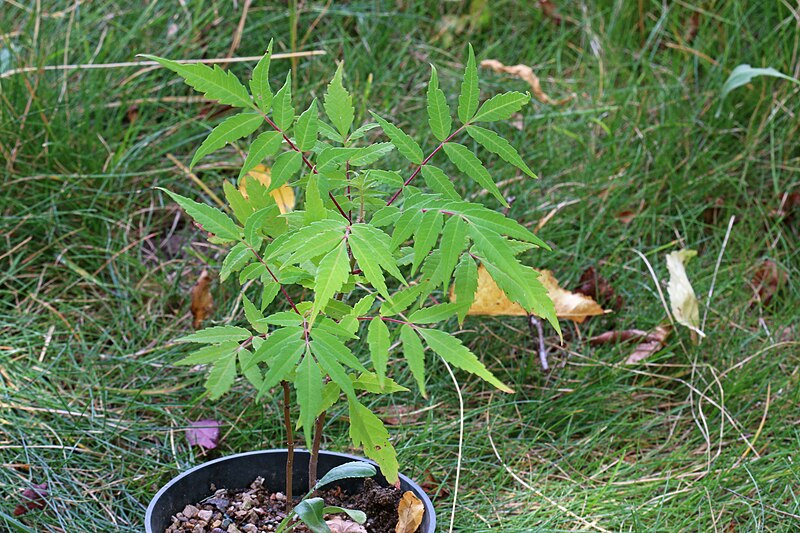 File:Rhus glabra pot317 - andrey zharkikh.jpg