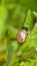 Tansy beetle larva