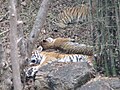 Tigers at Bannerghatta National Park