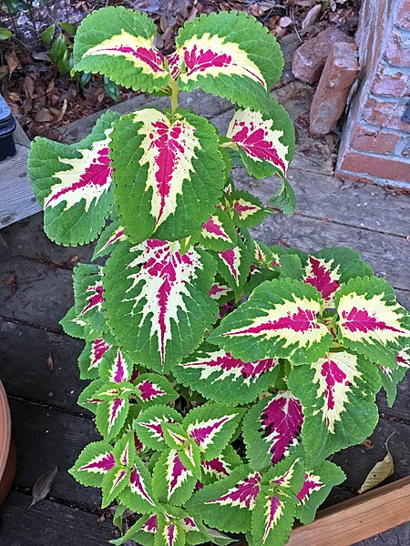 File:'Wizard Rose' coleus IMG 1552.jpg