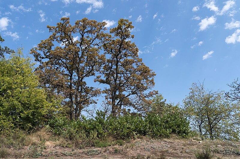 File:2024-08-31 Borjomi Strict Nature Reserve 15.jpg