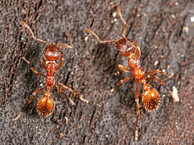 Myrmica rubra-lajin työläisiä